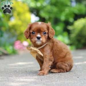 George, Cavalier King Charles Mix Puppy